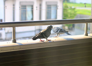 害獣、害鳥対策リフォーム